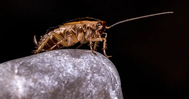 La cuisine à base d'insectes, entre acceptation locale et blocages culturels